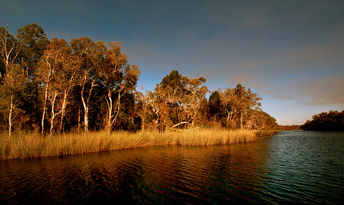 sonydslra300 noosaeverglades australia queensland noosa rivercruise nationalpark publicdomaindedicationcc0 publicdomain freephotos thisisexcellent cco