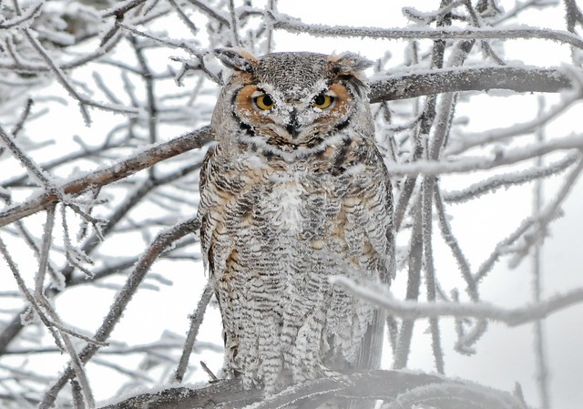 Frosty face Great Horned Owl