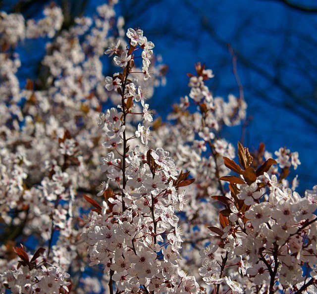 Springtime - Le printemps