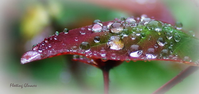 Jewels in the rain