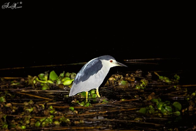 Garça-nocturna, Black-crowned night heron (Nycticorax nycticorax) - em Liberdade [in Wild]