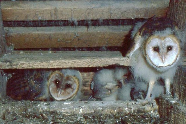 Young Barn Owls in Attic of House (1981)