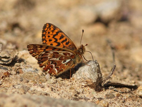 Saskachwan Rabbit 04471 Freija Fritillary - Rabbit Lake, Saskatchewan | Flickr