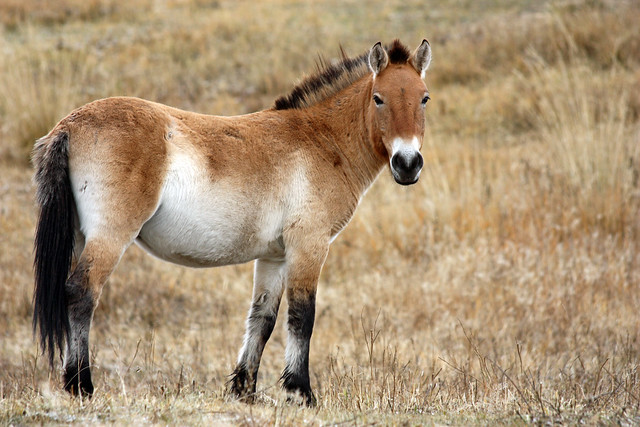 Mongolei: Przewalski-Pferd - Mongolia: Przewalski's horse