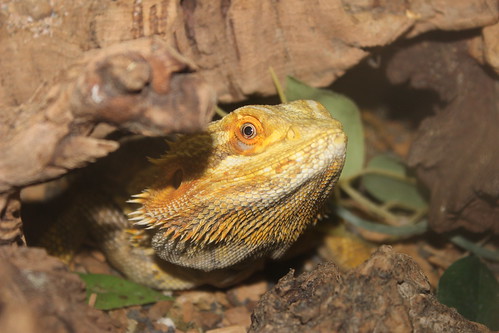 Lionel the bearded dragon
