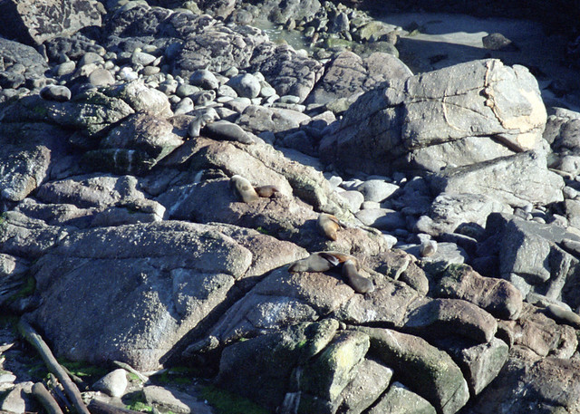 Seals on the rocks at Cape Foulwind