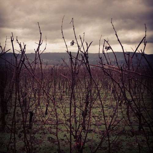 Patton Valley Vineyards by pete4ducks, Drove out to pick up our wine shipment on the way to finding a Christmas tree.cameraphone sky fall c