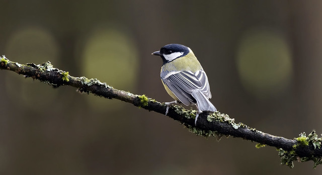 Great tit with bokeh lights