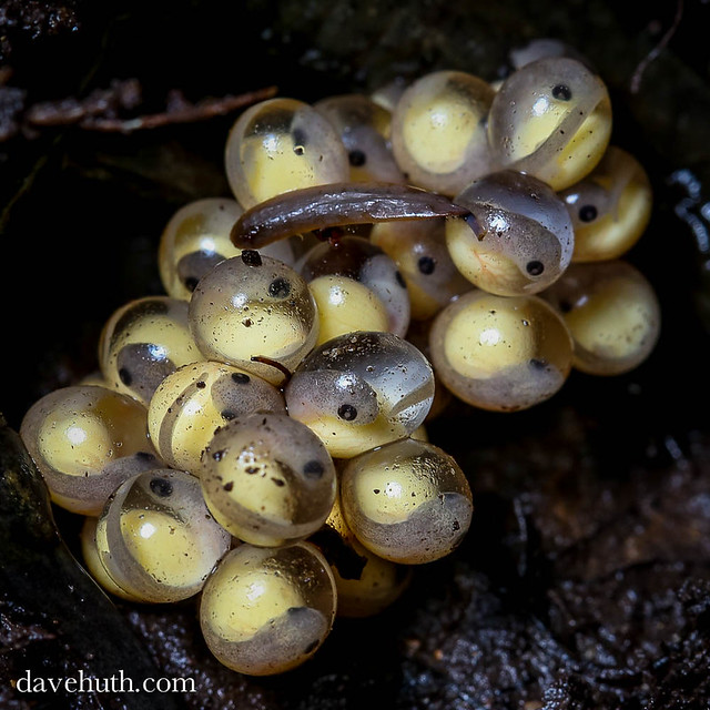 Dusky Salamander (Desmognathus fuscus) eggs; 2012