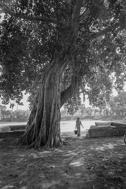 woman and banyan tree 1991 v2