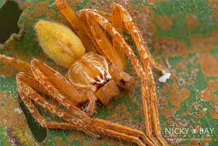 Huntsman Spider (Gnathopalystes sp.) - DSC_6394