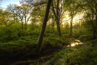 Sunset in April-Bentheimer Forest