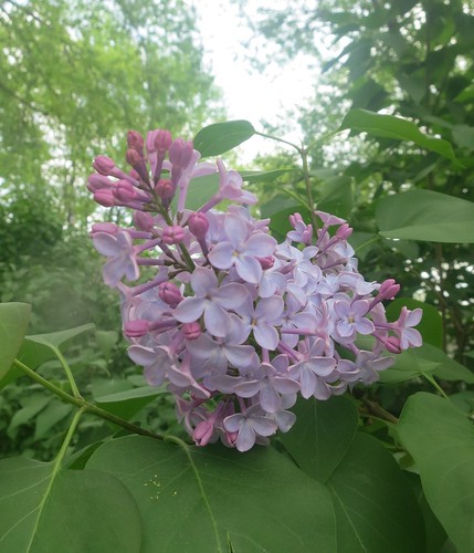 I'd like to focus on lilacs and lily of the valley