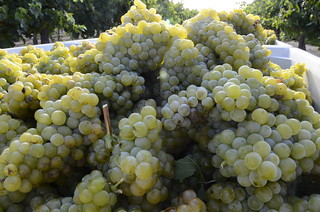 moscato-wine-grape-season-first-pick-pix-07-23-15gt_DSC2387 | by Jordan College of Ag Sciences and Technology