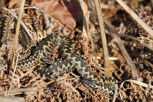 Local patch adders.