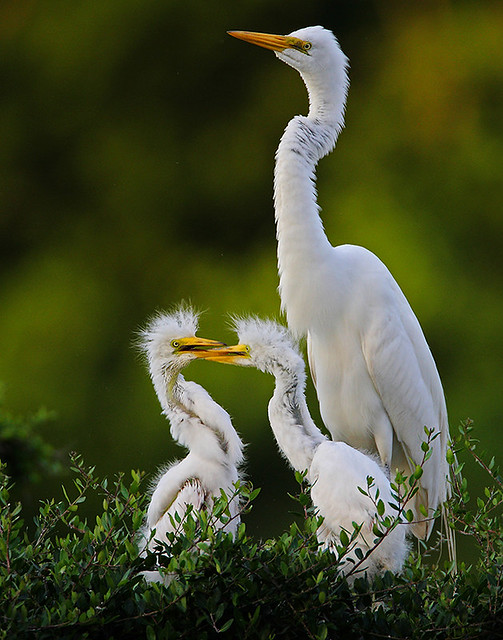 Adult Egret with Chicks