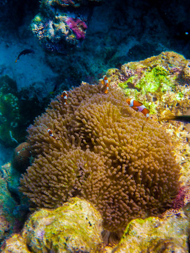 Similan Islands, Thailand