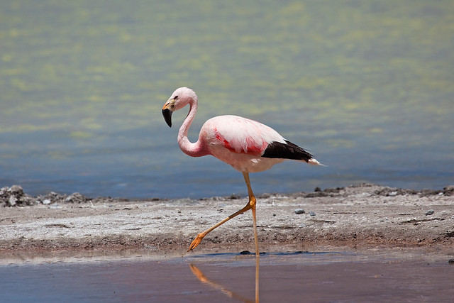 Andean Flamingo (Phoenicoparrus andinus)