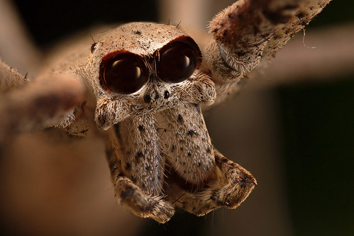 Ogre faced spider