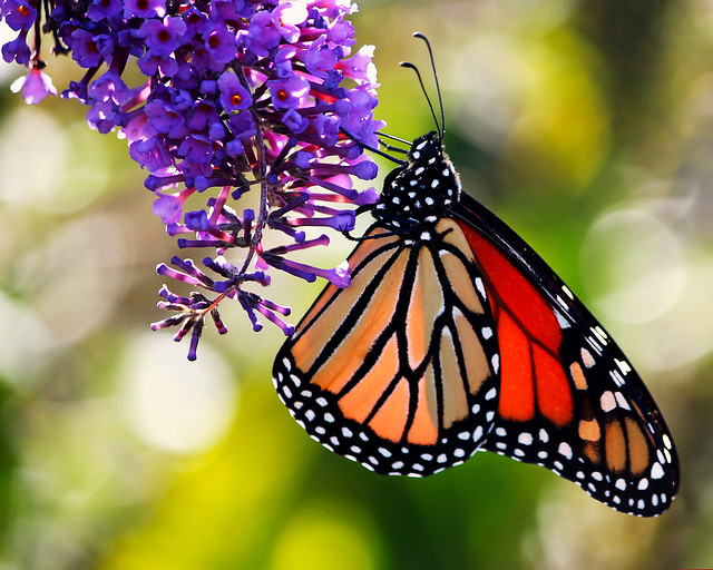 Mariposa monarca / Monarch butterfly / Danaus plexippus