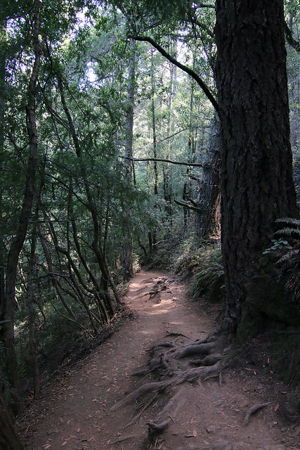 Muir Woods - Redwood Forrest