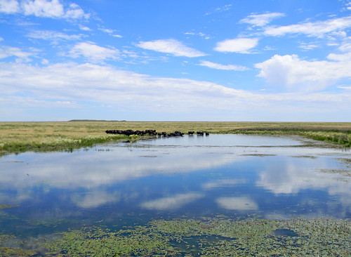 ranch cow pond colorado cattle cows hole livestock watering