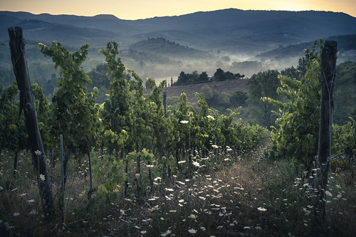 In Vino Veritas II by derScheuch, Early morning in Tuscany. Not as much fog in the distance as we wanted.

Sony Alpha 900
Minolta 50mm