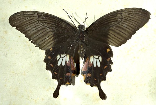 Papilio polytes - female | Collected in Singapore sometime a… | Flickr