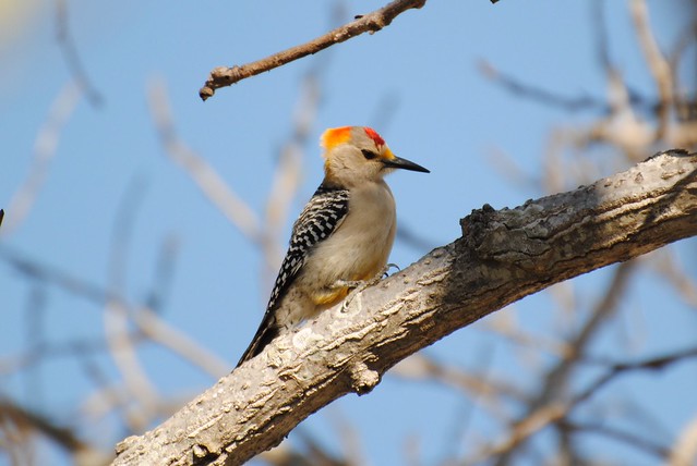 goldenfronted woodpecker