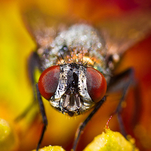 Fly Day Friday | Flickr