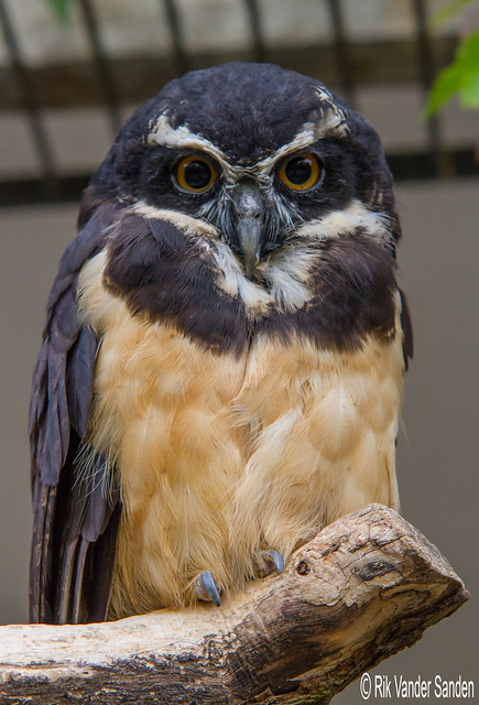 Brillenuil - Spectacled owl - Pulsatrix perpicillata