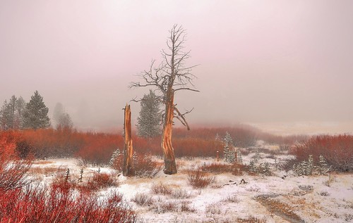 fog landscape elements laketahoebasin mtrosemeadow