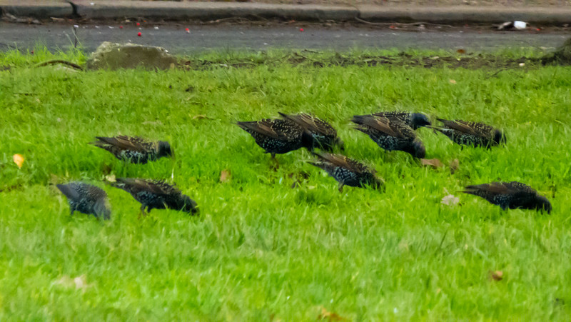 Flock of starlings, eating