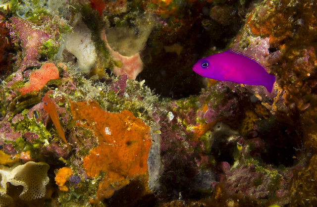 The inconspicuous Magenta Dottyback  ;-)