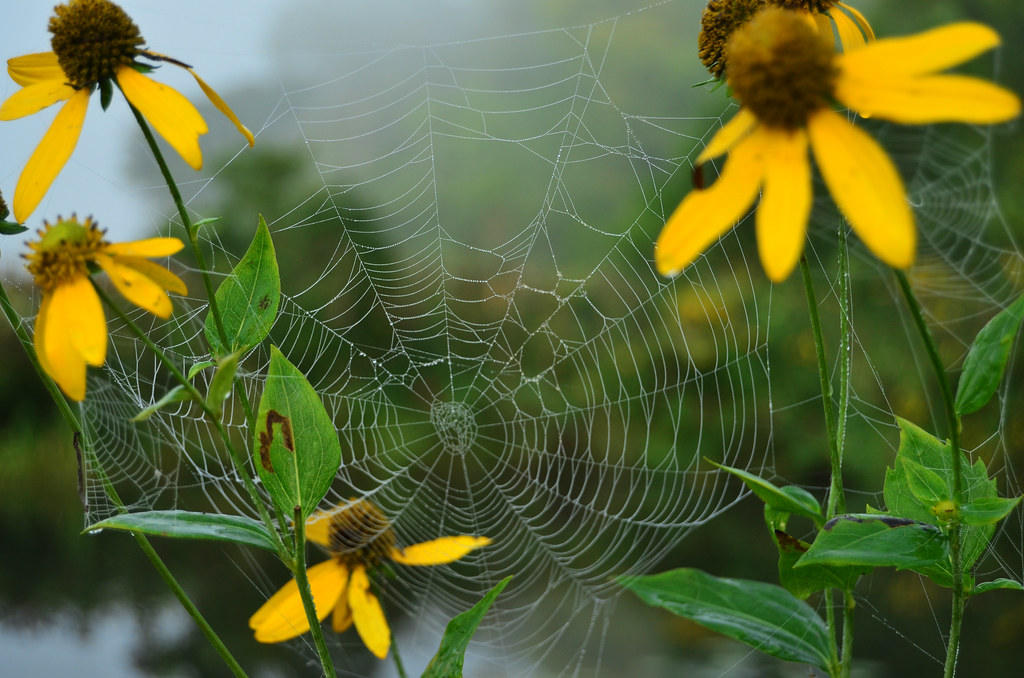 Flower Web