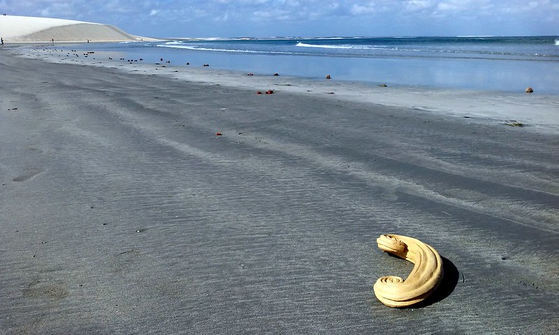 todo mundo já catou concha na praia, Jericoacoara, 2016. (9)