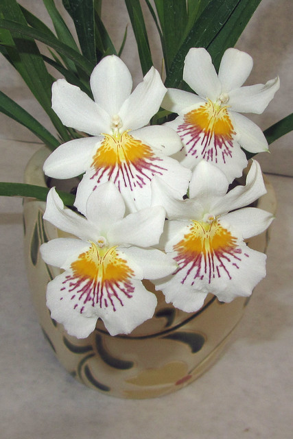 Orchid Show at Daifukuji Soto Mission