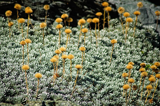 Alpine flora, Nereus Peak, Fiordland National Park, New Zealand