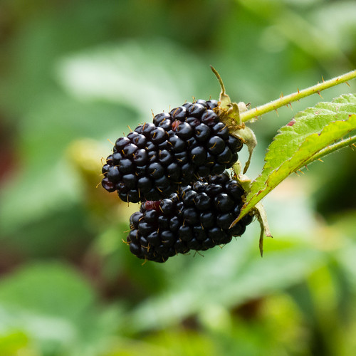 Cultivated blackberries