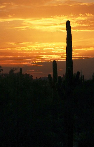 sunset arizona cactus nature phoenix bravo outdoor saguaro interestingness196 i500 specnature