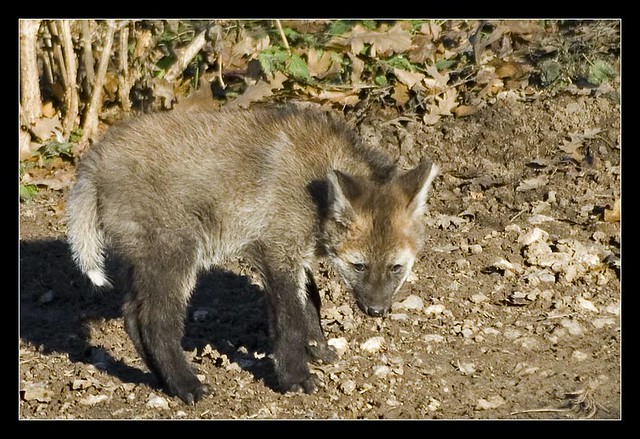 maned wolf baby
