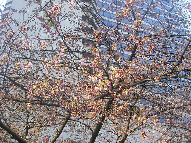 Cherry Blossoms at Burrard Station
