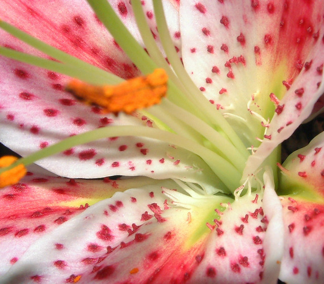 insides of a lilly (sneeze factory)