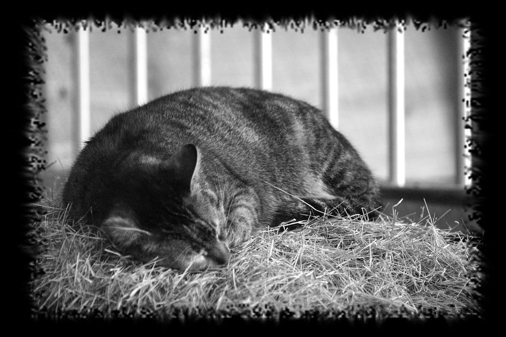 Sleeping Barn Cat 1 B&W