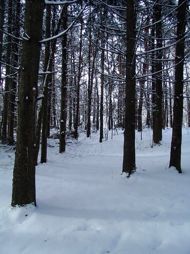 trees winter snow ontario canada woods stayner