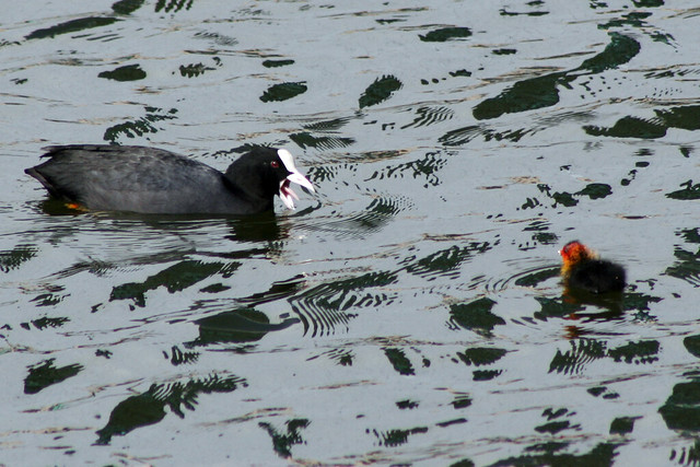 Shouty Coot