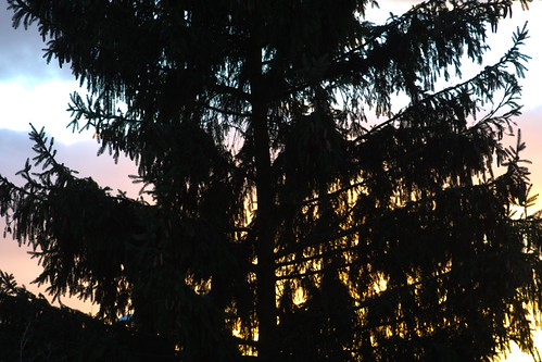 Out of my window looking to the west - IMG_1944 by Andreas Helke, outofmywindow sunset sonnenuntergang baum deutschland 2005122110 europa candreashelke 2006010416 200