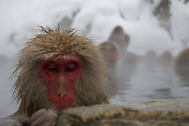 Monkey in the hot bath
