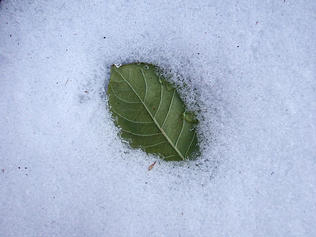 Leaf-on-snow.jpg