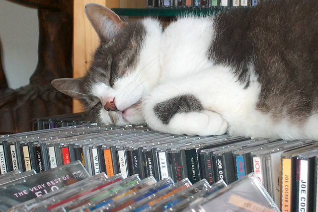 Cat loves easy music - back in time